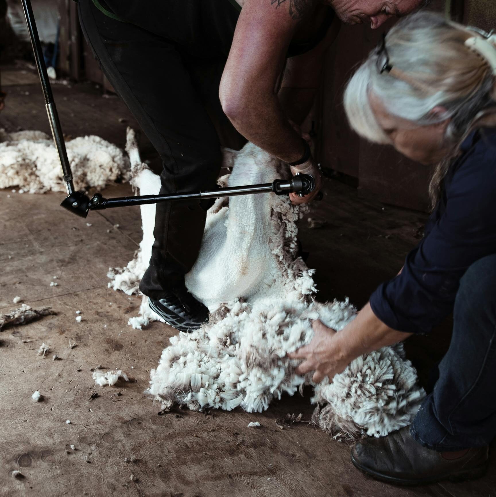 pexels-photo-5490730-5490730 Concentrated shearers cutting off fluffy woolen fleece on domestic sheep in rural barn in farmland
